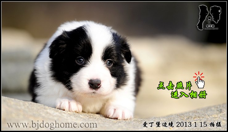 边境牧羊犬