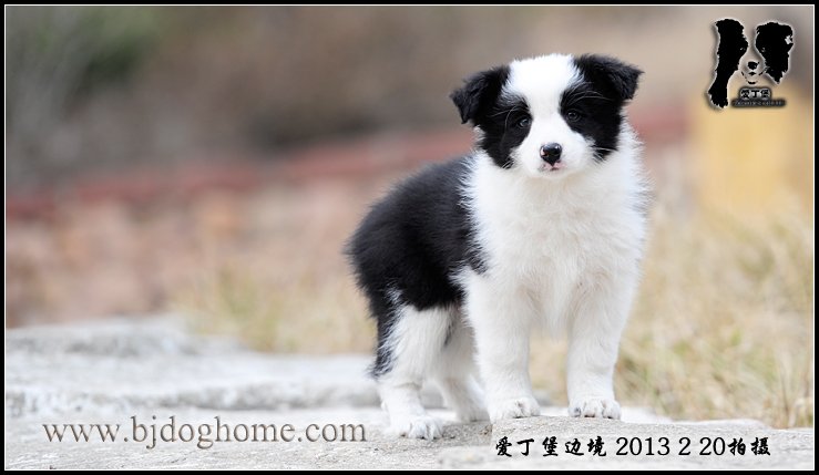 边境牧羊犬