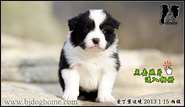 边境牧羊犬