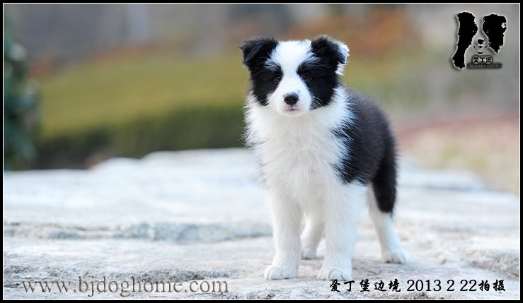 边境牧羊犬