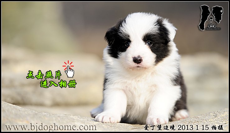 边境牧羊犬