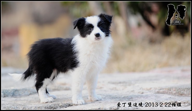 边境牧羊犬