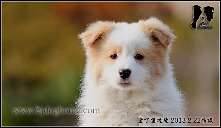 边境牧羊犬
