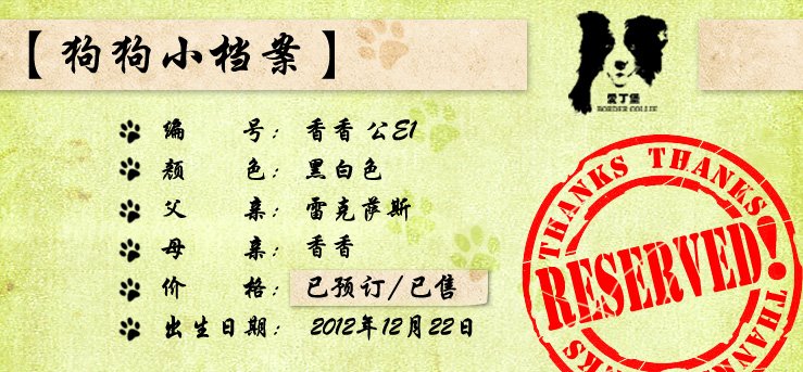 边境牧羊犬