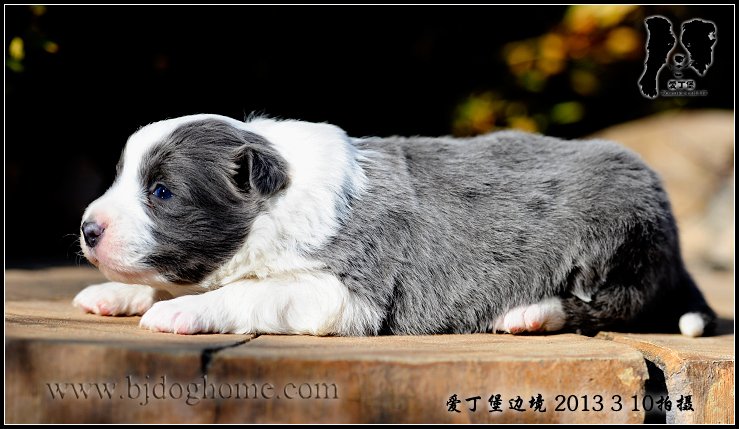 边境牧羊犬