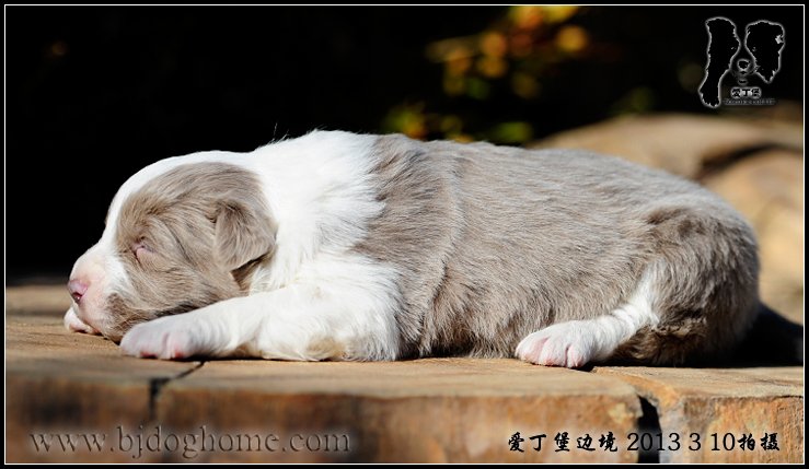 爱丁堡边境牧羊犬