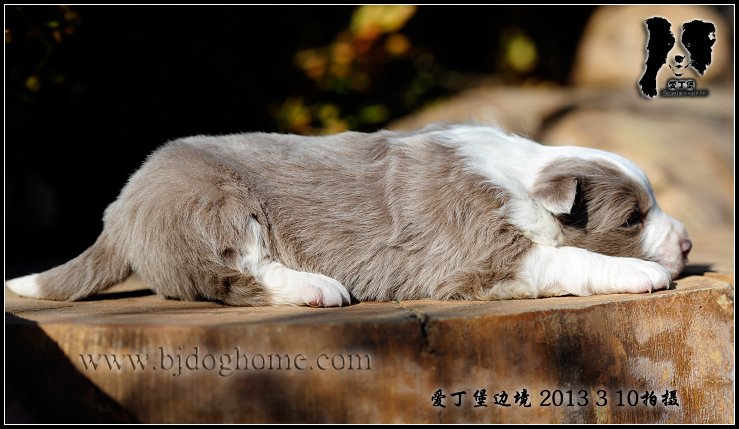 边境牧羊犬