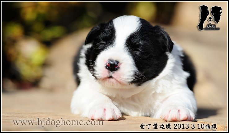 边境牧羊犬