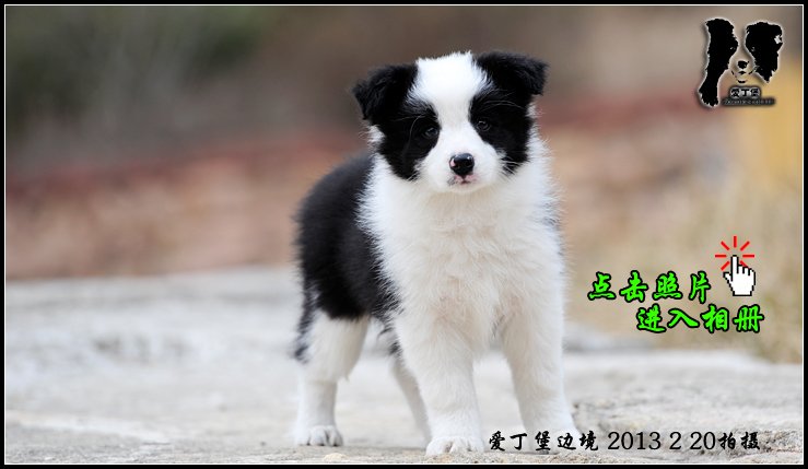 边境牧羊犬