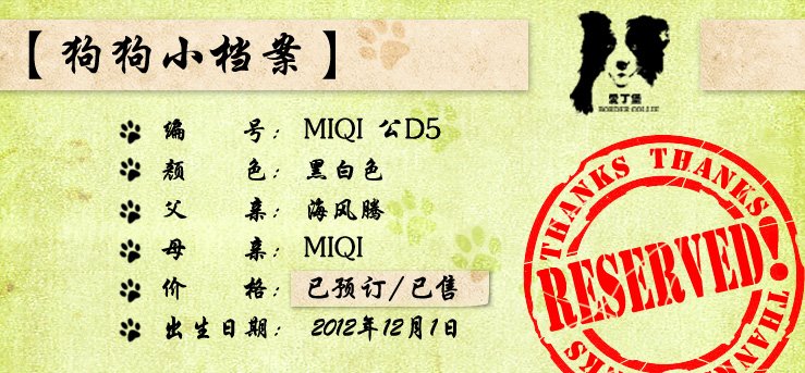 边境牧羊犬