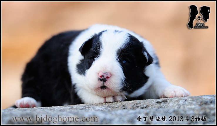 边境牧羊犬