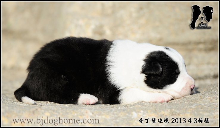 爱丁堡边境牧羊犬