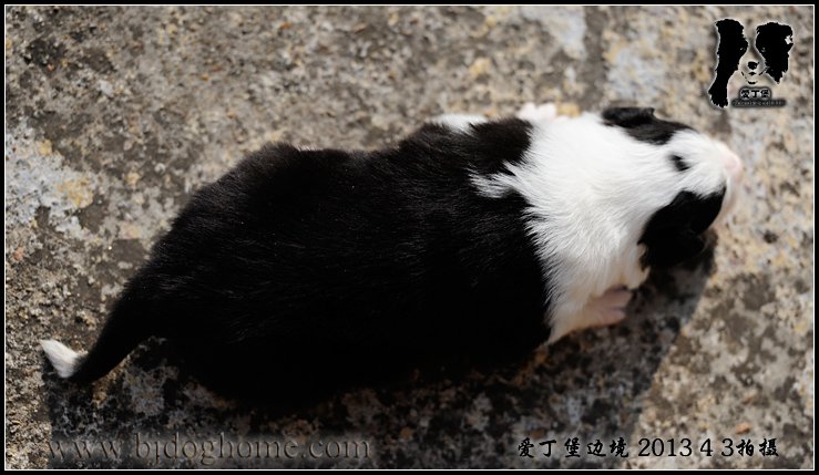 边境牧羊犬