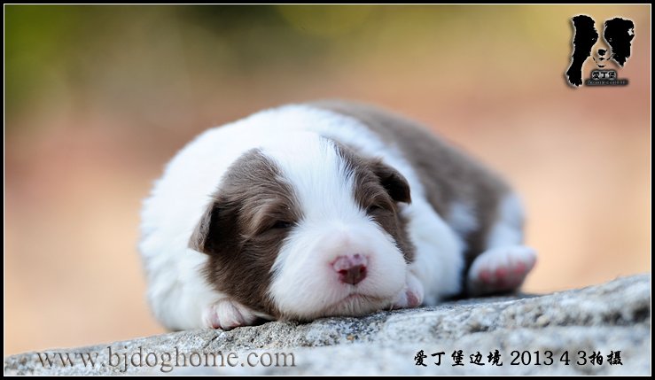 边境牧羊犬