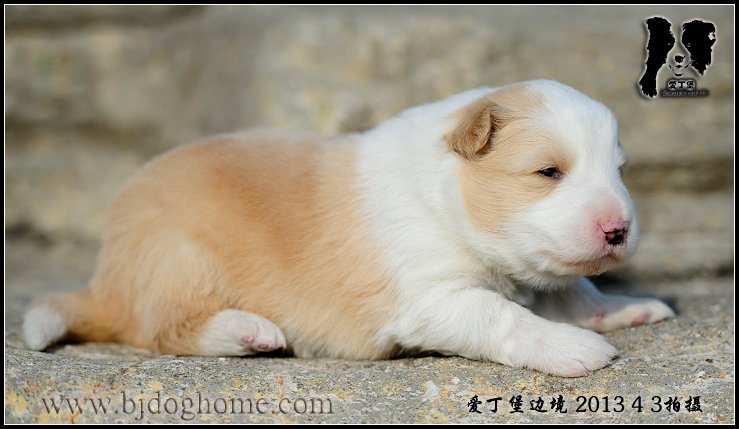 爱丁堡边境牧羊犬