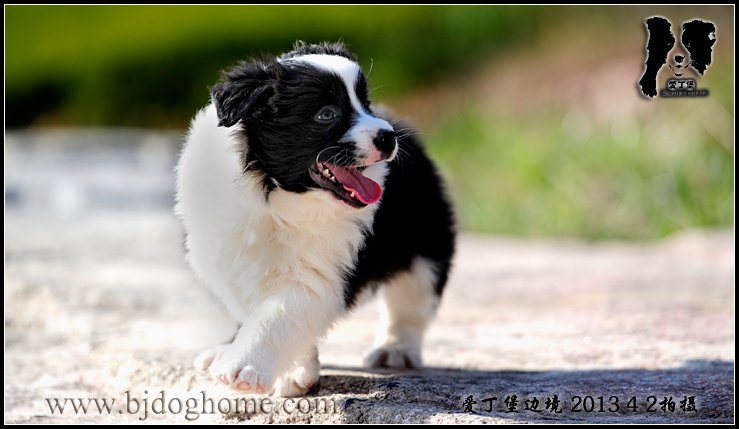 边境牧羊犬