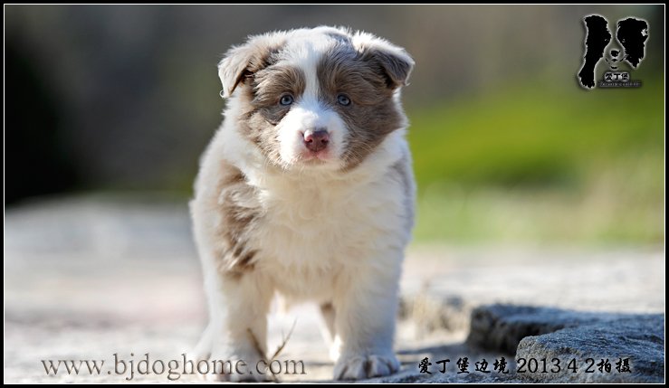 爱丁堡边境牧羊犬