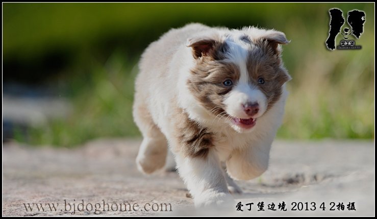 边境牧羊犬