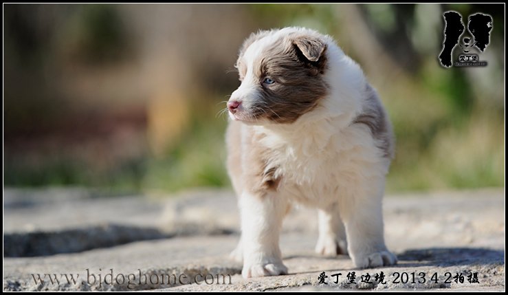 边境牧羊犬