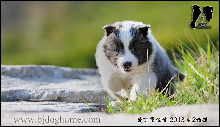 边境牧羊犬