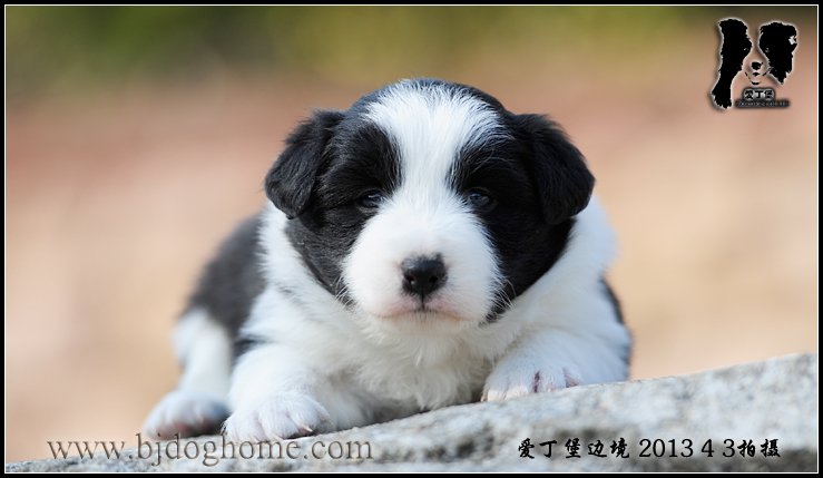 边境牧羊犬