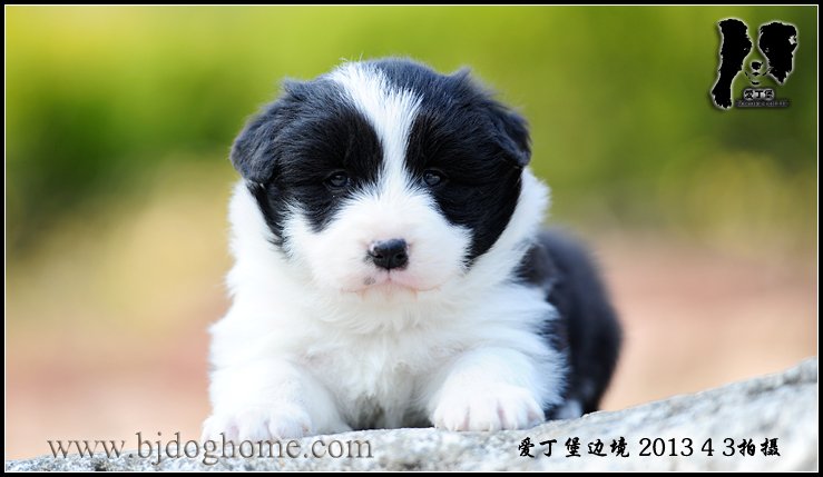 爱丁堡边境牧羊犬