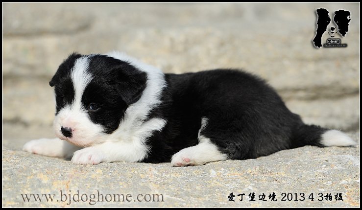 边境牧羊犬
