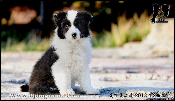边境牧羊犬