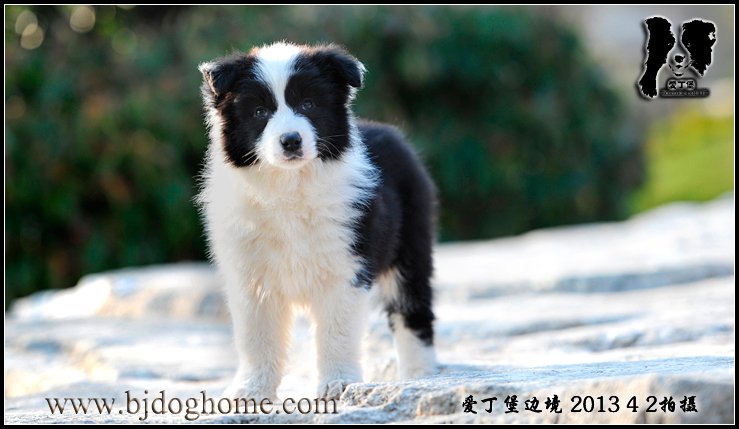 爱丁堡边境牧羊犬