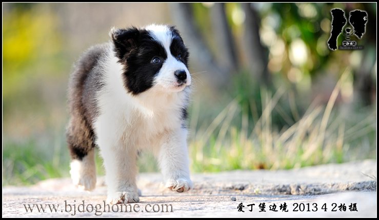 边境牧羊犬