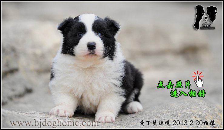 边境牧羊犬