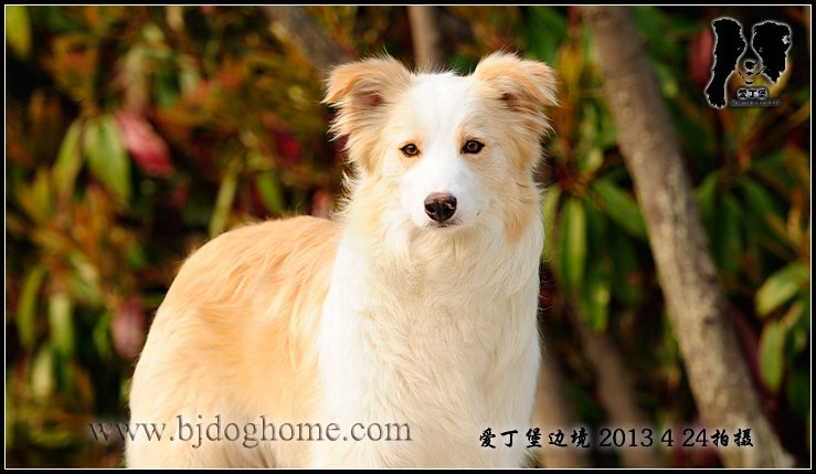 边境牧羊犬