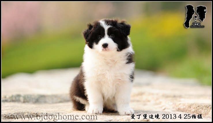 边境牧羊犬