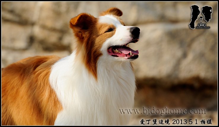 爱丁堡边境牧羊犬