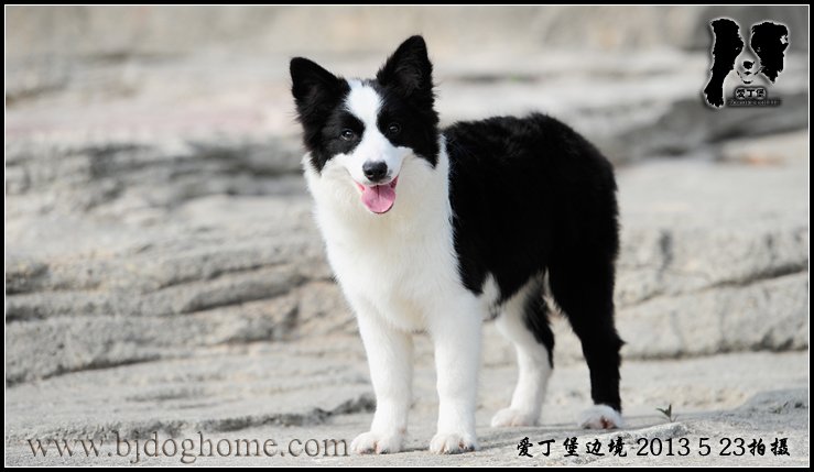 边境牧羊犬