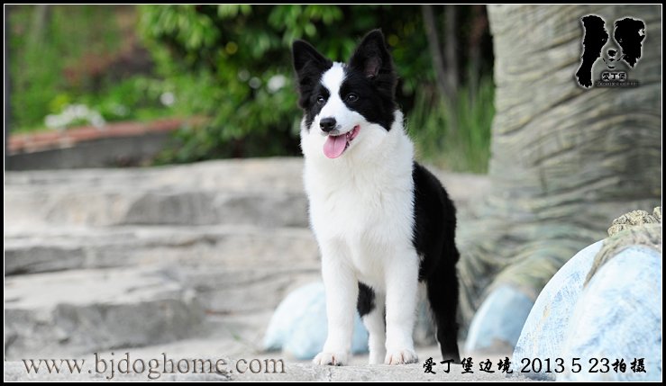 爱丁堡边境牧羊犬