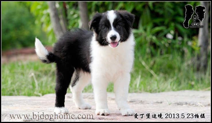 边境牧羊犬