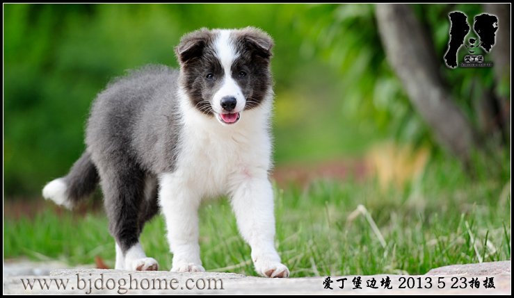 边境牧羊犬