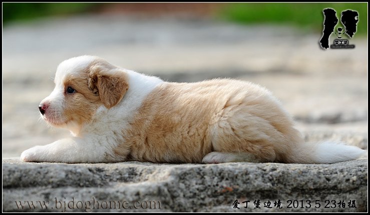 边境牧羊犬