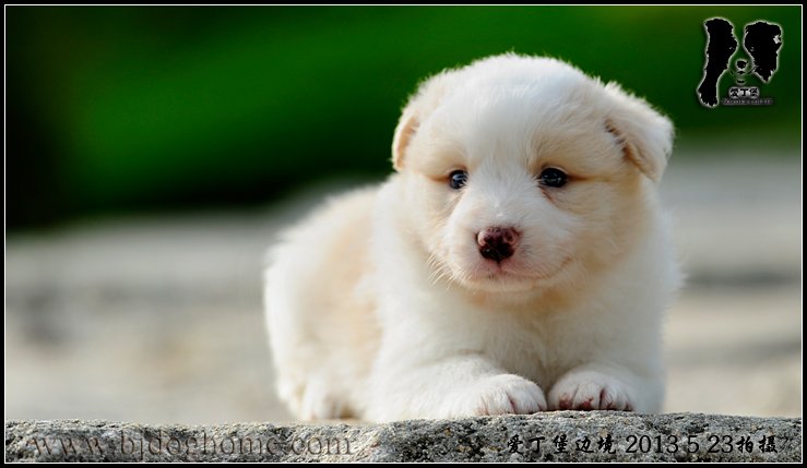 边境牧羊犬