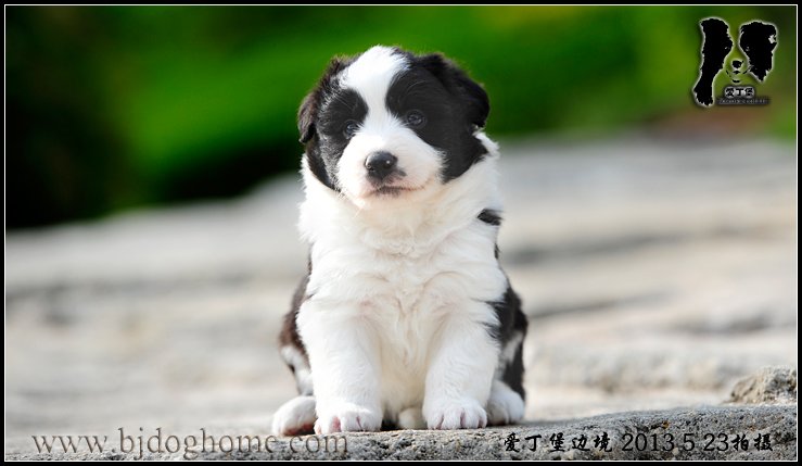边境牧羊犬
