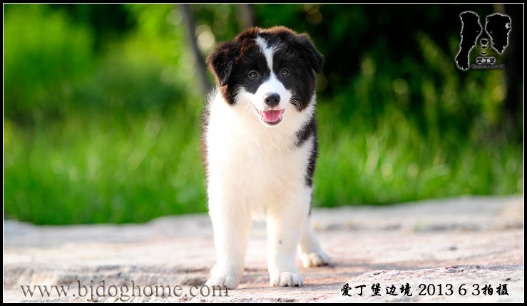 边境牧羊犬
