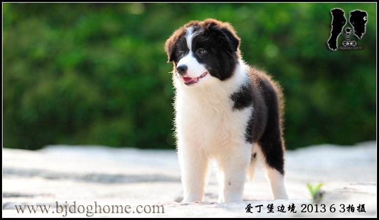 爱丁堡边境牧羊犬