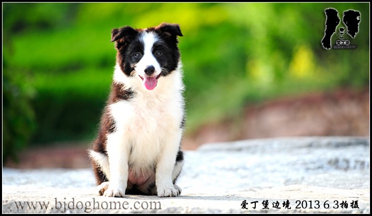 边境牧羊犬
