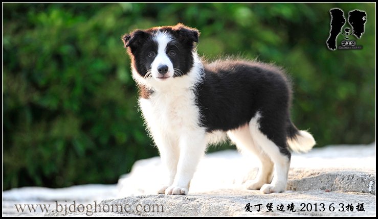 爱丁堡边境牧羊犬