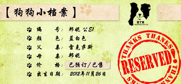 边境牧羊犬