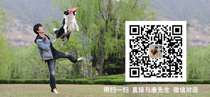边境牧羊犬
