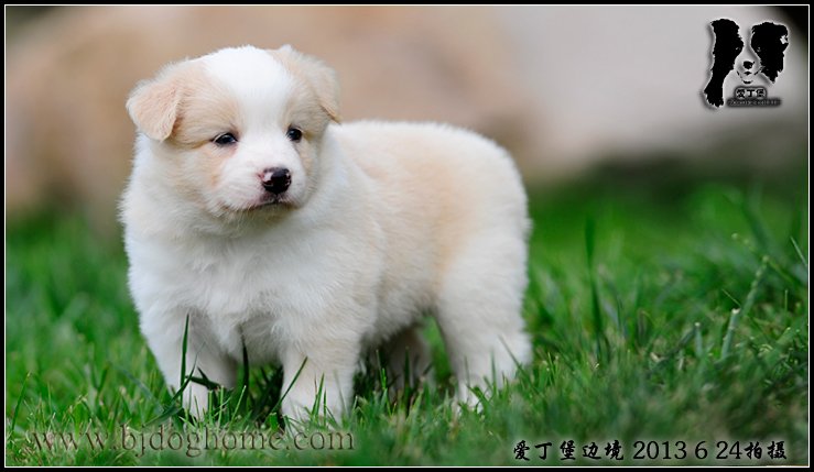 边境牧羊犬