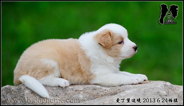 边境牧羊犬