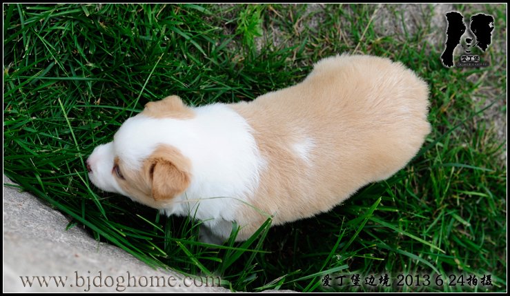 边境牧羊犬